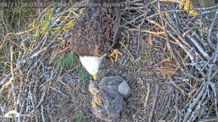 West Michigan Eagles Nest Live Cam - Apr 21, 2026, 7:44am EDT