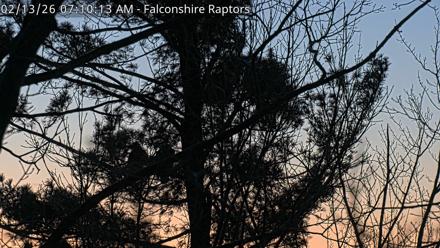 West Michigan Eagles Nest Live Cam - Feb 13, 2026, 7:10am EST