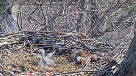 West Michigan Eagles Nest Live Cam - Apr 8, 2026, 2:18pm EDT