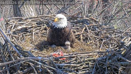 West Michigan Eagles Nest Live Cam - Apr 7, 2026, 2:27pm EDT