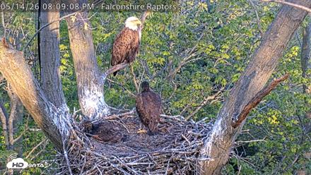West Michigan Eagles Nest Live Cam - May 14, 2026, 8:10pm EDT