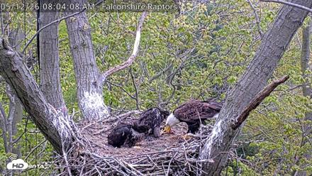 West Michigan Eagles Nest Live Cam - May 12, 2026, 8:05am EDT