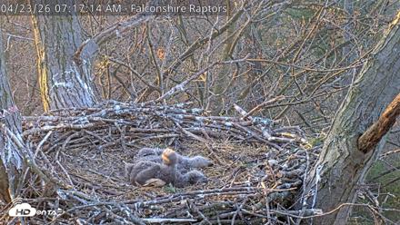 West Michigan Eagles Nest Live Cam - Apr 23, 2026, 7:18am EDT