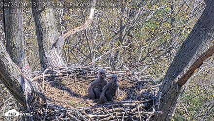 West Michigan Eagles Nest Live Cam - Apr 25, 2026, 3:04pm EDT