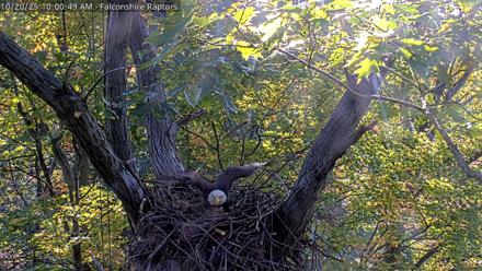 West Michigan Eagles Nest Live Cam - Oct 20, 2025, 9:53am EDT