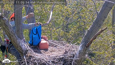 West Michigan Eagles Nest Live Cam - May 10, 2026, 11:07am EDT