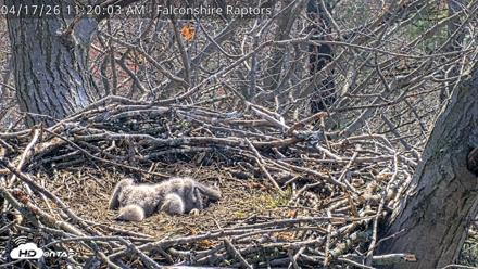 West Michigan Eagles Nest Live Cam - Apr 17, 2026, 11:21am EDT