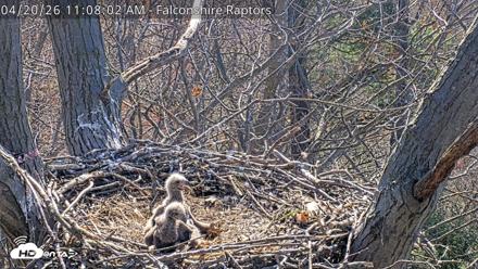 West Michigan Eagles Nest Live Cam - Apr 20, 2026, 12:43pm EDT