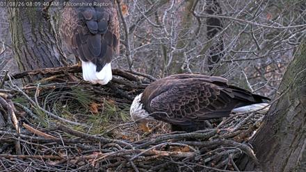 West Michigan Eagles Nest Live Cam - Jan 8, 2026, 8:10am EST