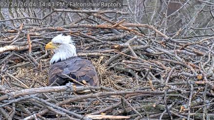 West Michigan Eagles Nest Live Cam - Feb 24, 2026, 4:35pm EST