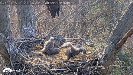 West Michigan Eagles Nest Live Cam - Apr 22, 2026, 10:22am EDT