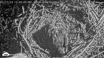 West Michigan Eagles Nest Live Cam - May 13, 2026, 12:44am EDT