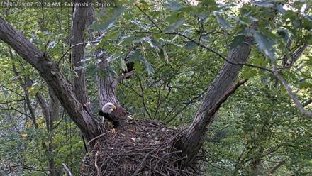 West Michigan Eagles Nest Live Cam - Oct 6, 2025, 7:45am EDT
