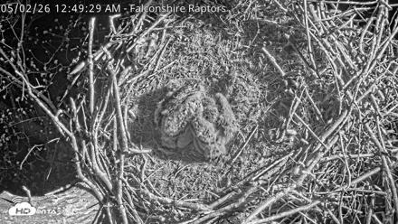 West Michigan Eagles Nest Live Cam - May 2, 2026, 12:51am EDT