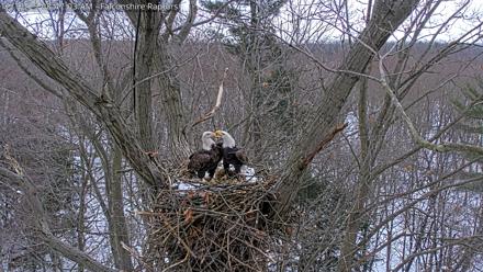 West Michigan Eagles Nest Live Cam - Dec 12, 2025, 8:47am EST