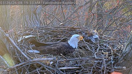 West Michigan Eagles Nest Live Cam - Mar 26, 2026, 8:20am EDT