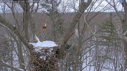 West Michigan Eagles Nest Live Cam - Jan 3, 2026, 9:34am EST
