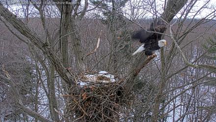 West Michigan Eagles Nest Live Cam - Dec 12, 2025, 8:55am EST
