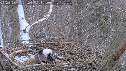 West Michigan Eagles Nest Live Cam - Feb 25, 2026, 12:25pm EST