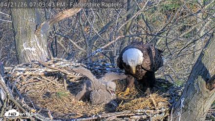 West Michigan Eagles Nest Live Cam - Apr 21, 2026, 7:05pm EDT