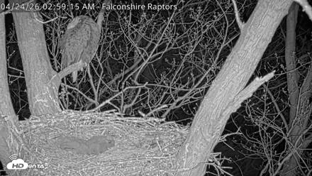 West Michigan Eagles Nest Live Cam - Apr 24, 2026, 3:00am EDT