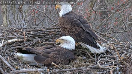 West Michigan Eagles Nest Live Cam - Mar 28, 2026, 7:42am EDT