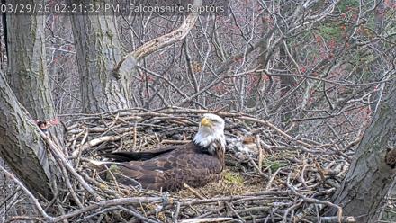 West Michigan Eagles Nest Live Cam - Mar 29, 2026, 2:22pm EDT