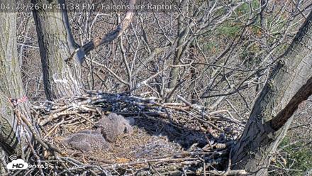 West Michigan Eagles Nest Live Cam - Apr 20, 2026, 4:43pm EDT