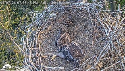 West Michigan Eagles Nest Live Cam - May 7, 2026, 8:00pm EDT