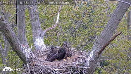 West Michigan Eagles Nest Live Cam - May 12, 2026, 10:36am EDT