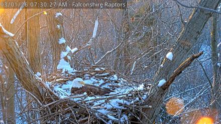 West Michigan Eagles Nest Live Cam - Mar 1, 2026, 7:31am EST