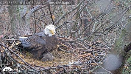 West Michigan Eagles Nest Live Cam - Apr 15, 2026, 10:15am EDT
