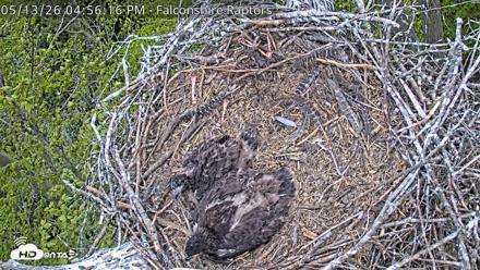 West Michigan Eagles Nest Live Cam - May 13, 2026, 4:58pm EDT