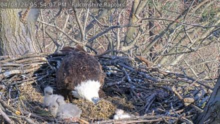 West Michigan Eagles Nest Live Cam - Apr 8, 2026, 5:54pm EDT