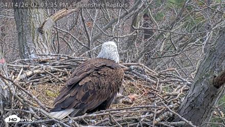 West Michigan Eagles Nest Live Cam - Apr 14, 2026, 2:02pm EDT