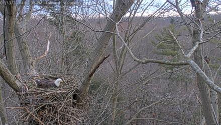 West Michigan Eagles Nest Live Cam - Jan 13, 2026, 4:08pm EST