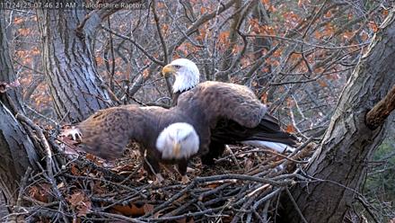 West Michigan Eagles Nest Live Cam - Nov 24, 2025, 7:38am EST