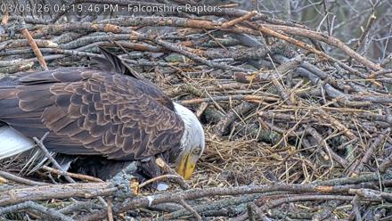 West Michigan Eagles Nest Live Cam - Mar 5, 2026, 4:20pm EST