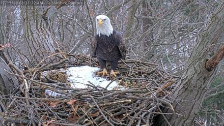 West Michigan Eagles Nest Live Cam - Dec 17, 2025, 8:32am EST