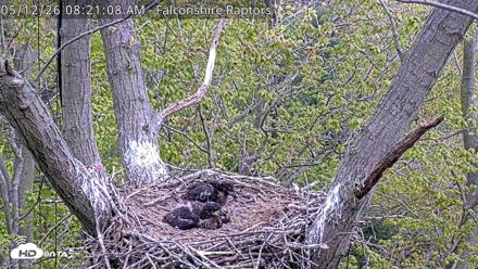 West Michigan Eagles Nest Live Cam - May 12, 2026, 8:22am EDT
