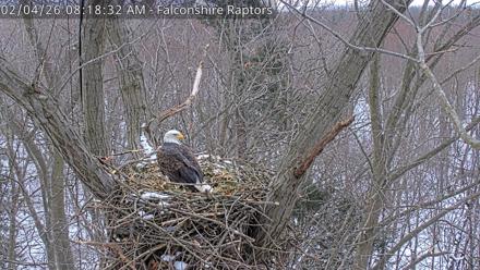 West Michigan Eagles Nest Live Cam - Feb 4, 2026, 8:19am EST