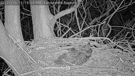 West Michigan Eagles Nest Live Cam - Feb 21, 2026, 11:20pm EST