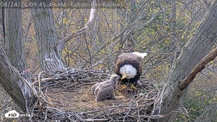 West Michigan Eagles Nest Live Cam - Apr 24, 2026, 9:46am EDT
