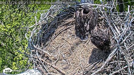 West Michigan Eagles Nest Live Cam - May 15, 2026, 4:23pm EDT