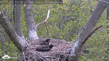 West Michigan Eagles Nest Live Cam - May 15, 2026, 11:38am EDT