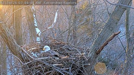 West Michigan Eagles Nest Live Cam - Feb 26, 2026, 7:45am EST