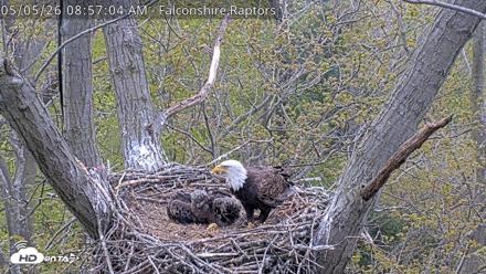 West Michigan Eagles Nest Live Cam - May 5, 2026, 8:57am EDT