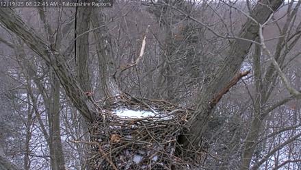 West Michigan Eagles Nest Live Cam - Dec 19, 2025, 8:23am EST