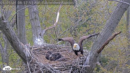 West Michigan Eagles Nest Live Cam - May 5, 2026, 8:58am EDT