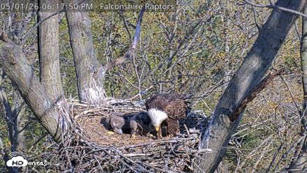 West Michigan Eagles Nest Live Cam - May 1, 2026, 6:19pm EDT